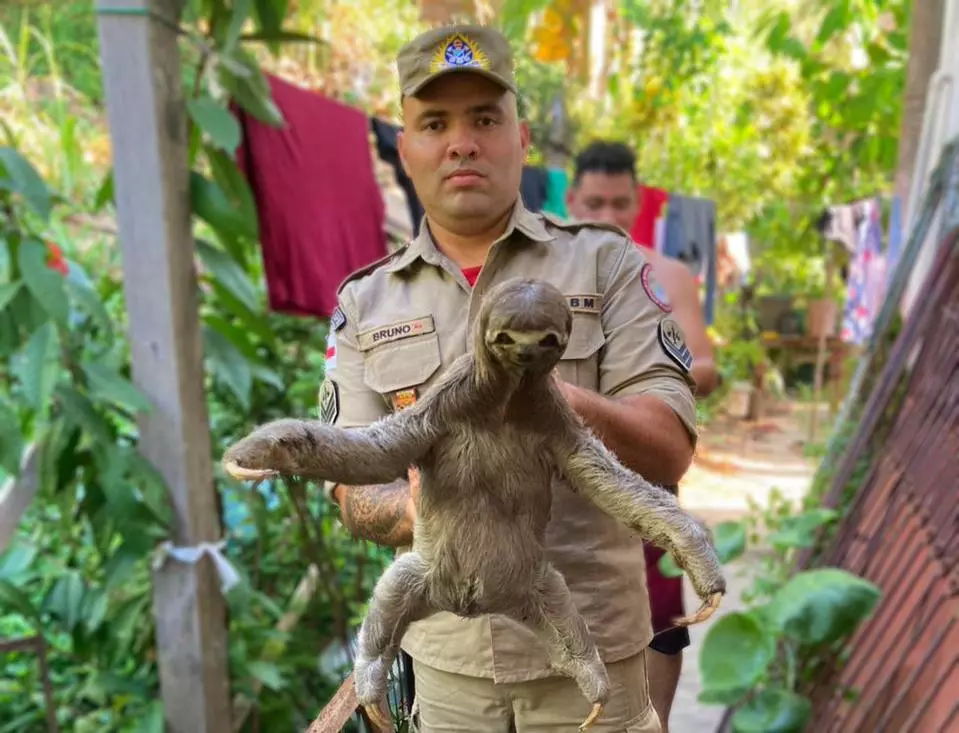 Em Manaus, Corpo de bombeiros já resgatou mais de 500 animais neste ano